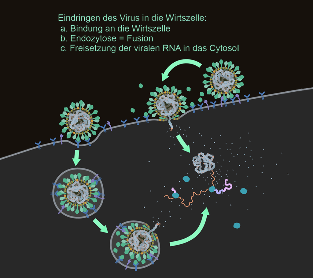 Eindringen des Virus