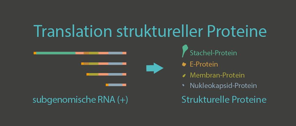 Translation struktureller Proteine
