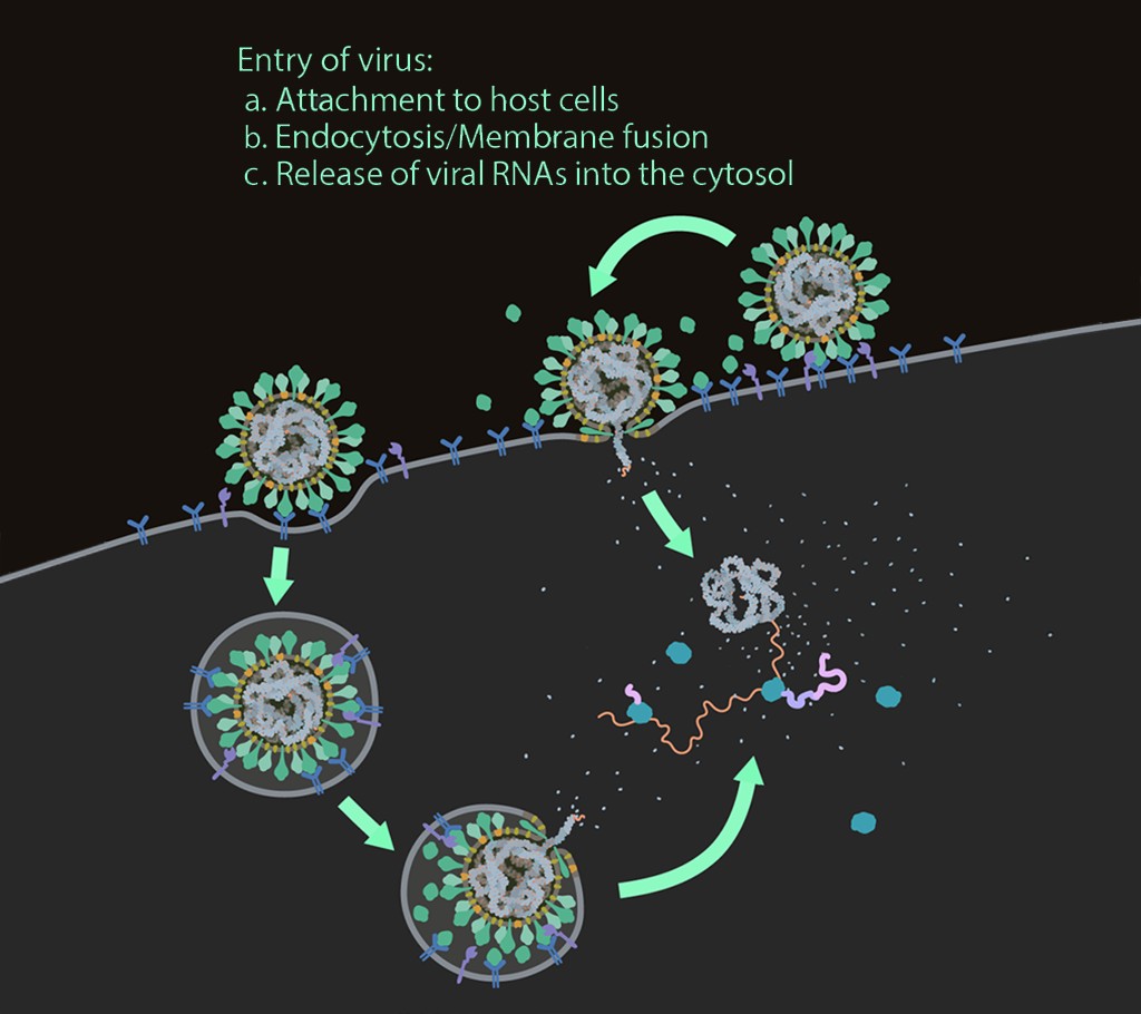 Entry of virus