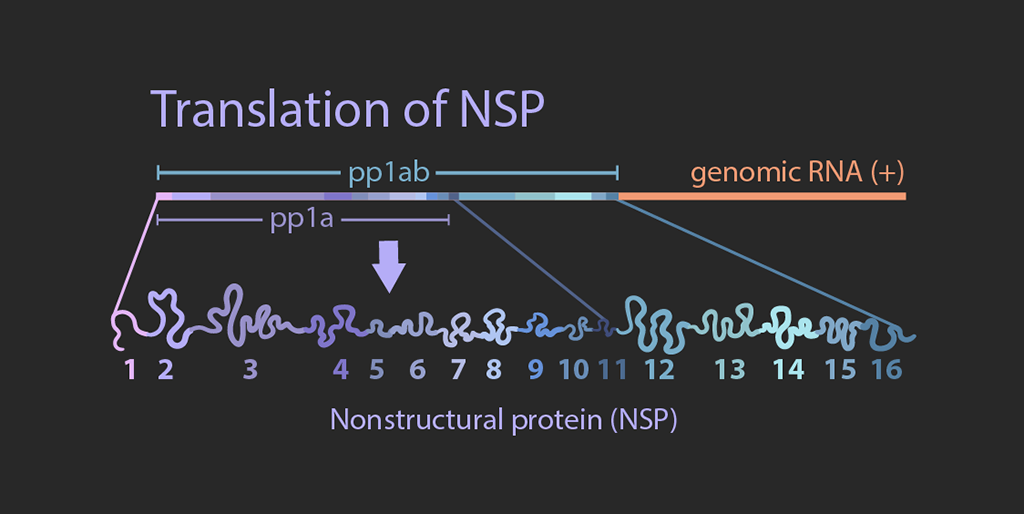 Translation of NSPs