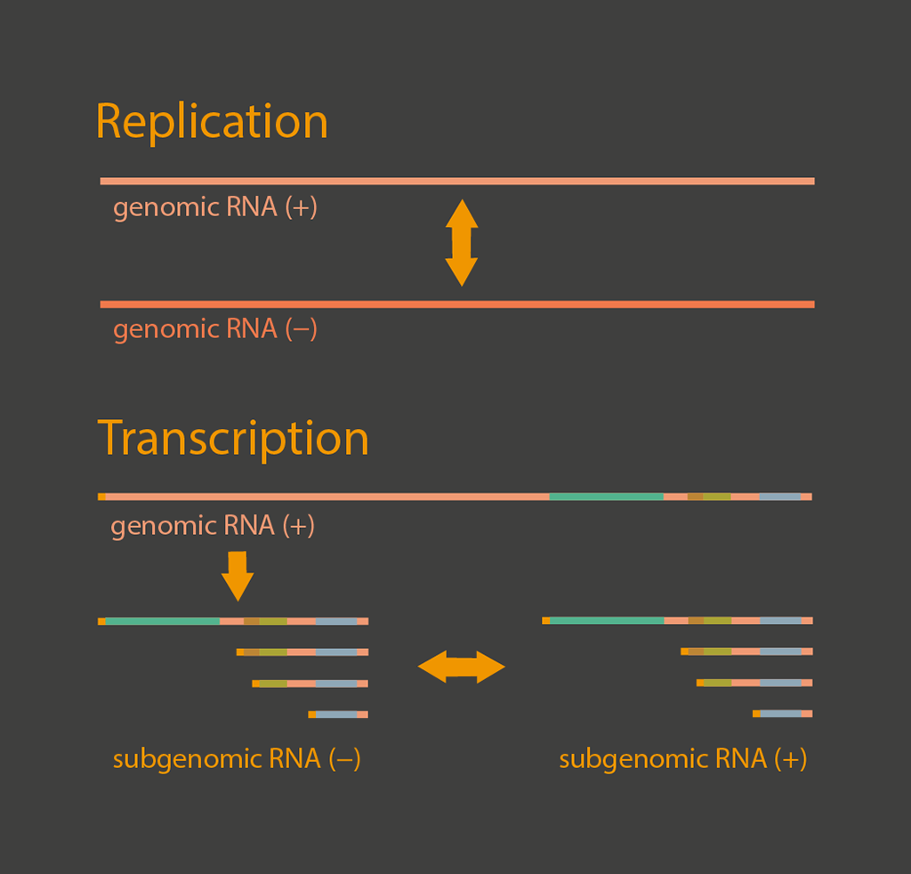 Replication and transcription