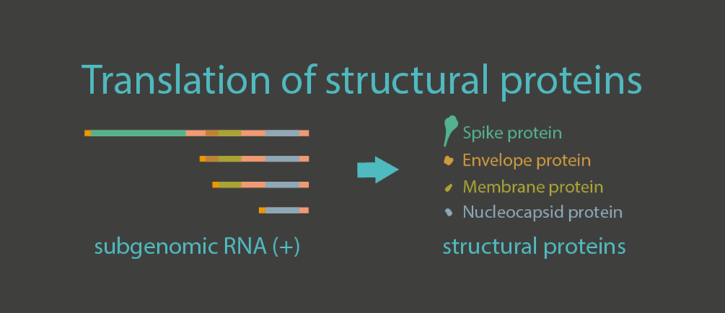 Translation of structural proteins