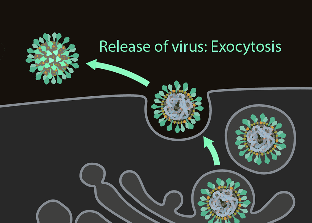 Exocytosis