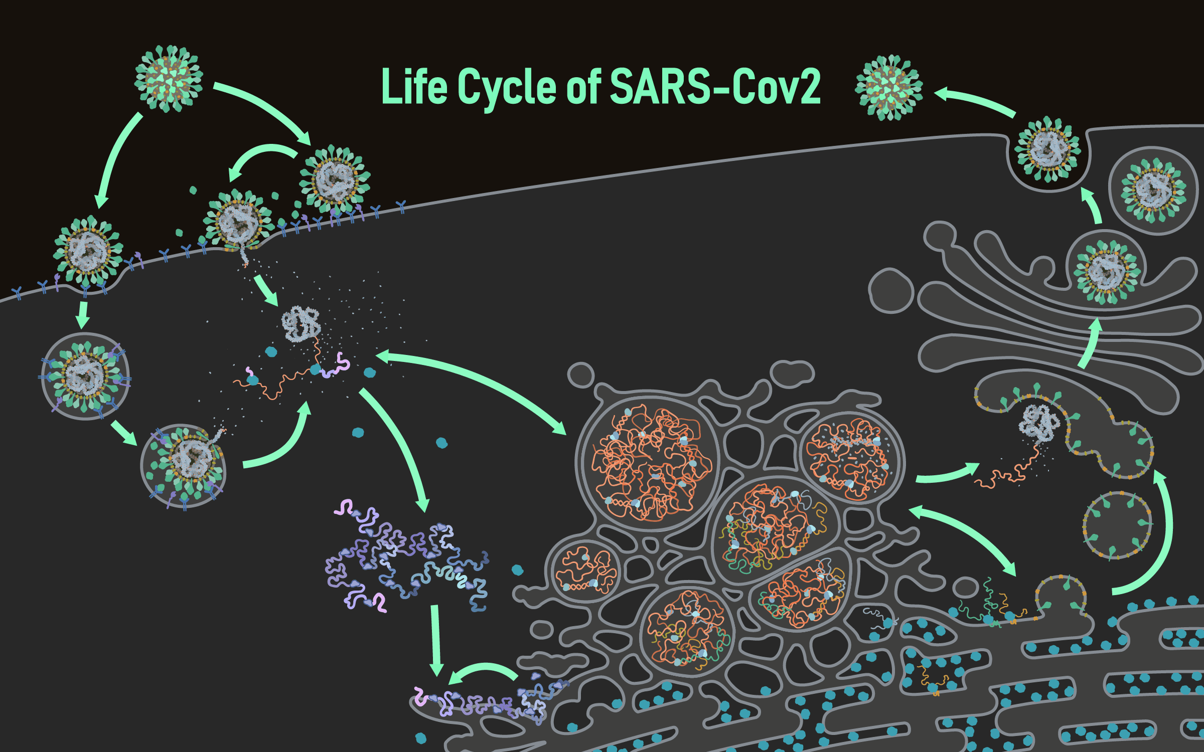 Corona Lifecycle by Ann Liu