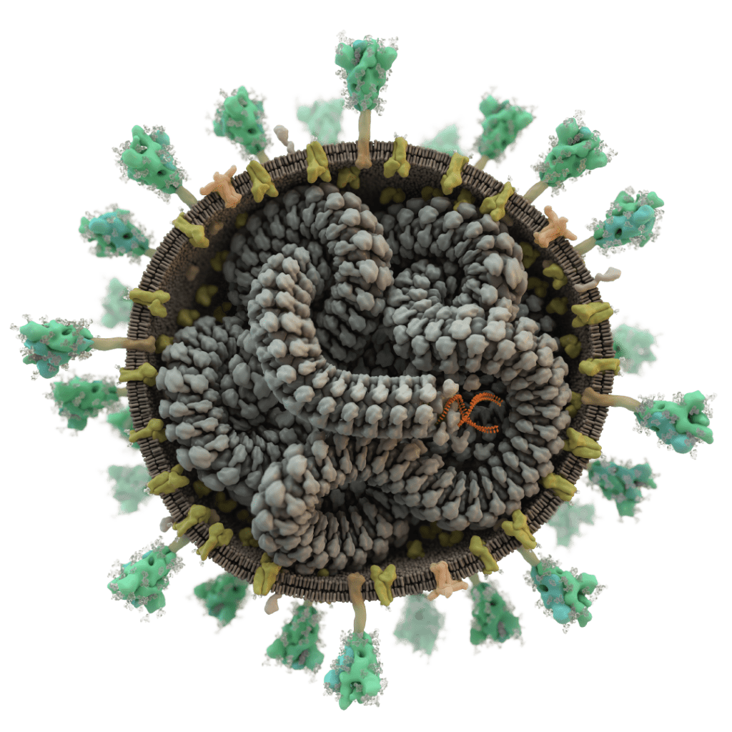 Coronavirus Virion Opened
