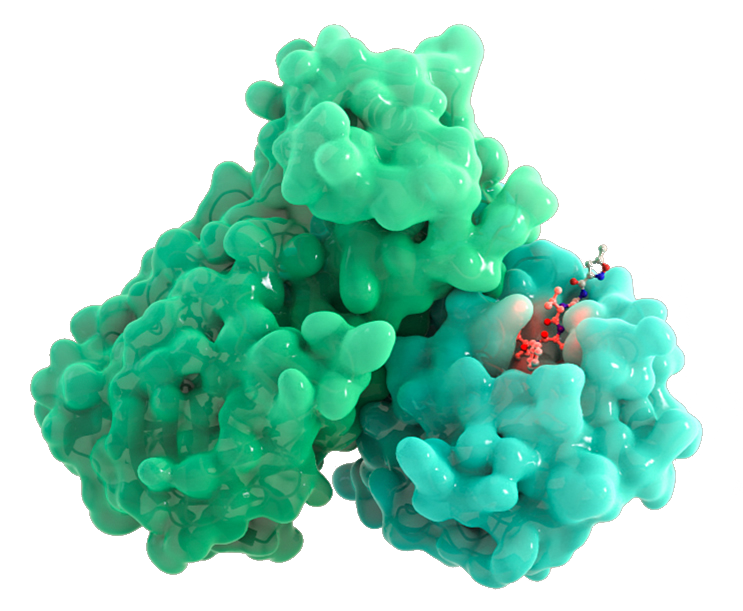 Coronavirus Main Protease