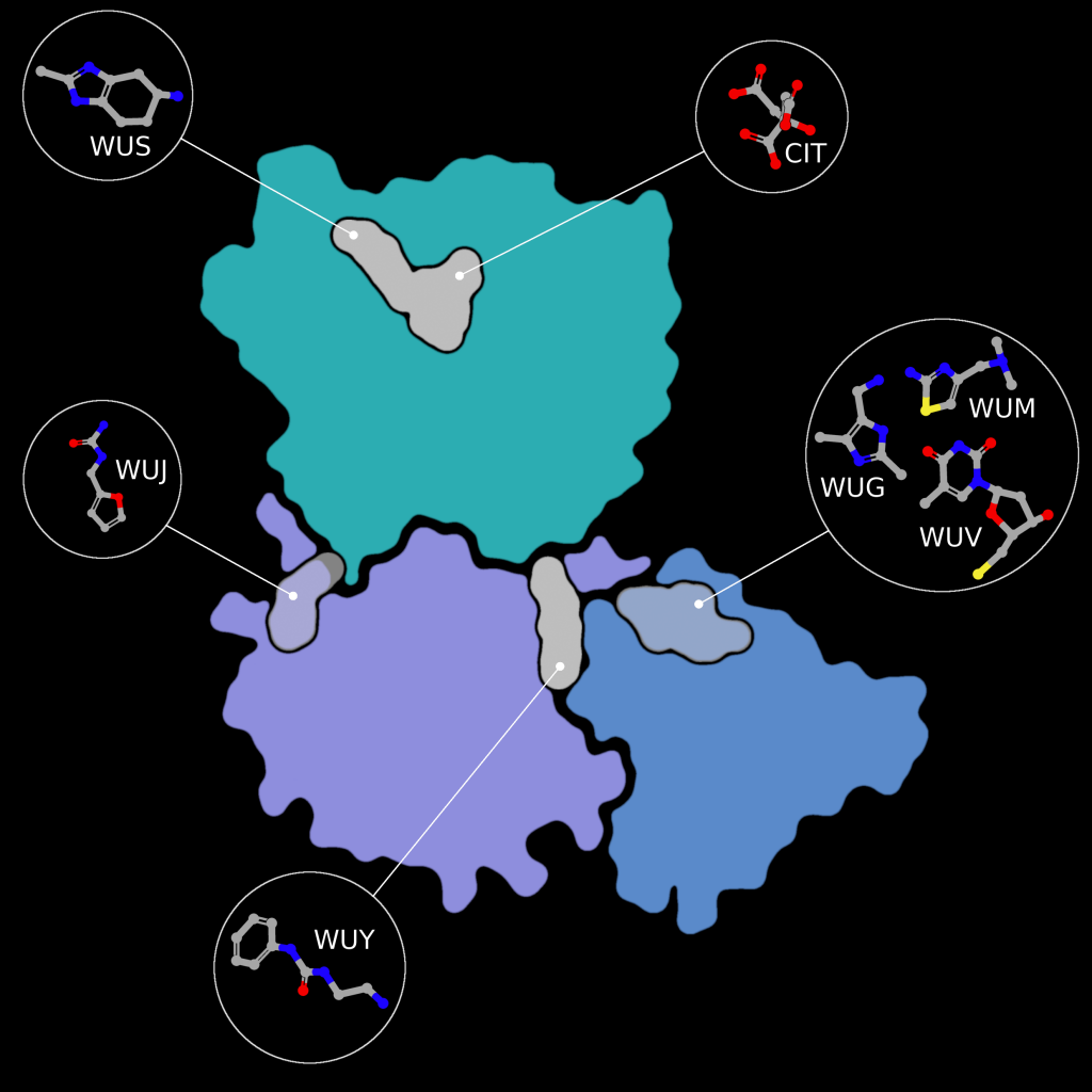 Small molecule fragment screening against SARS-CoV-2 nsp15, with nsp15 represented as flatfield coloured by domain