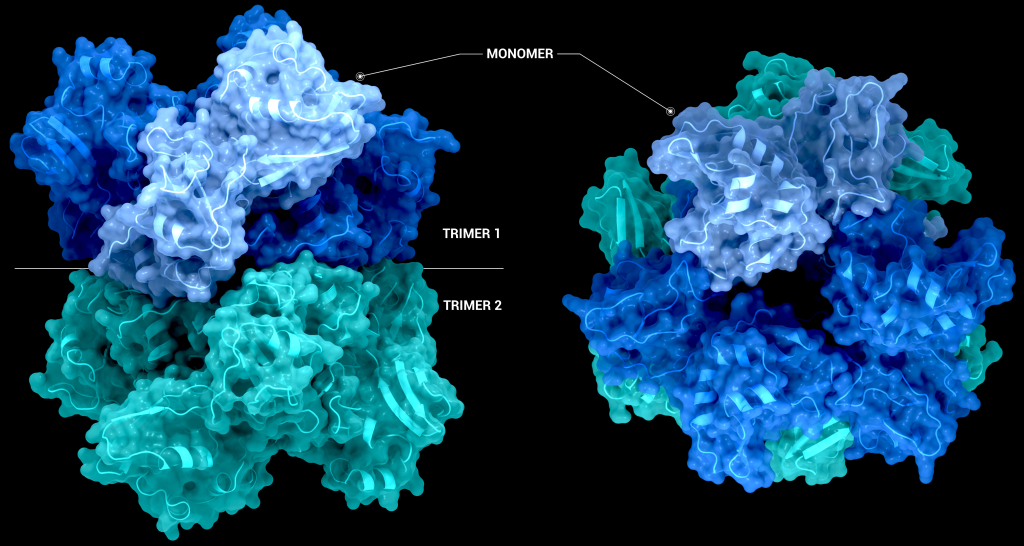 The Structure of the nsp15 hexamer generated by crystallographic symmetry using PDB entry 6X4I