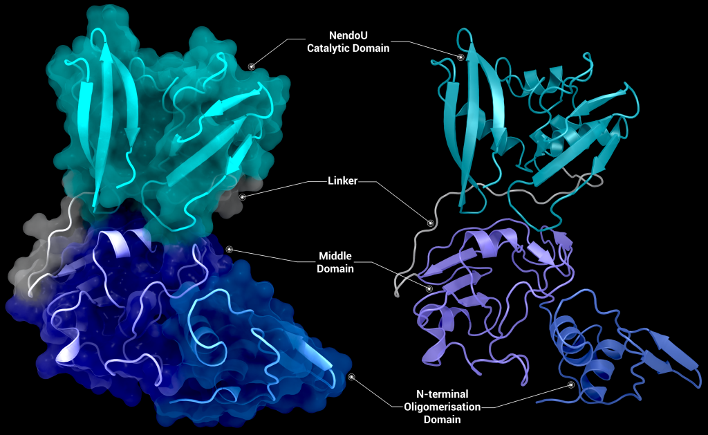 Crystal structure of the nsp15 monomer using PDB entry 6X4I