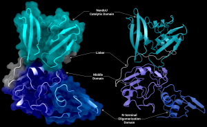 NSP15 Endoribonuclease NendoU - Monomer