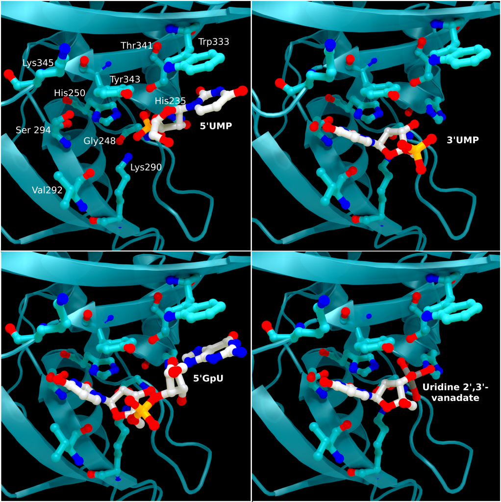 SARS-CoV 2 nsp15 active site crystal structures with bound reaction intermediates