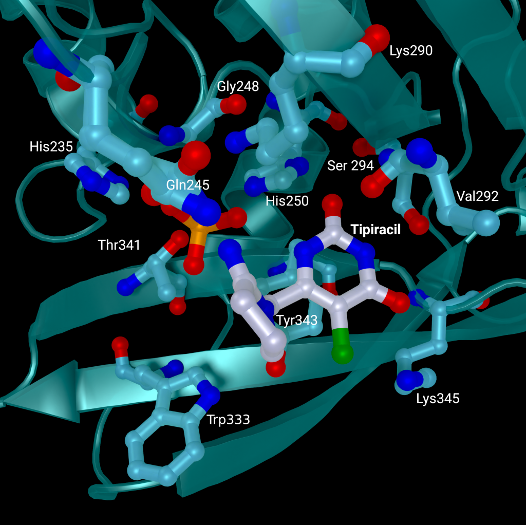 SARS-CoV 2 nsp15 active site crystal structures with bound Tipiracil from PDB entry 6WXC