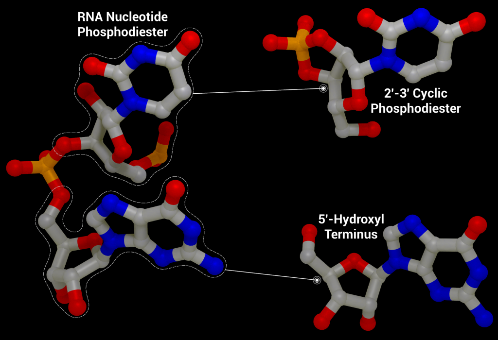 RNA Cleavage as performed by nsp15 to give a 2′‐3′ cyclic phosphodiester and 5′‐hydroxyl terminus from an RNA nucleotide phosphodiester from PDB entry 1RNA