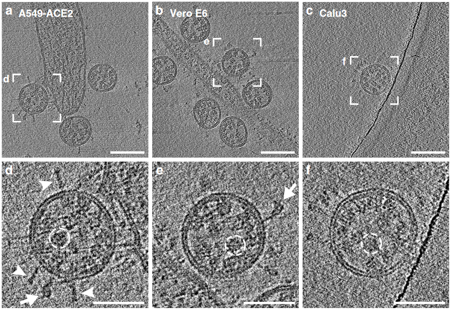 Das Coronavirus als 3D-Modell 2.0 17