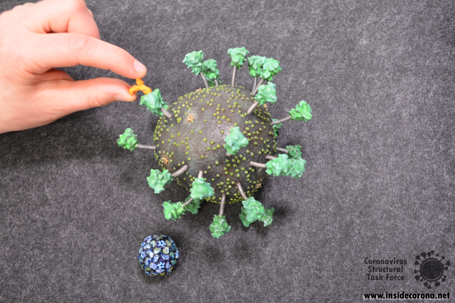 Complete printed, painted and assembled SARS-CoV-2 spring model, with human antibody and rhinovirus at the same scale.