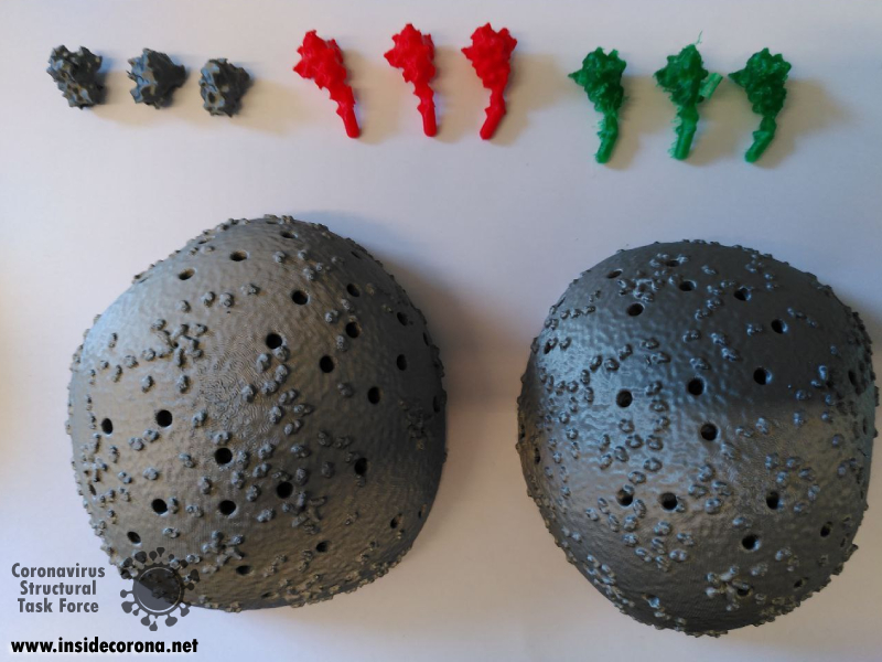 Components of the SARS-CoV-2 model, with three different variants of spike proteins