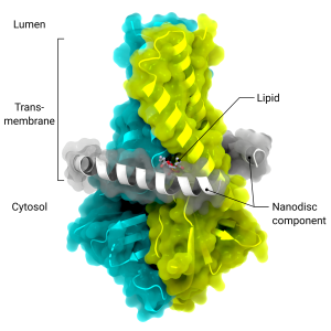 Accessory Protein ORF3a