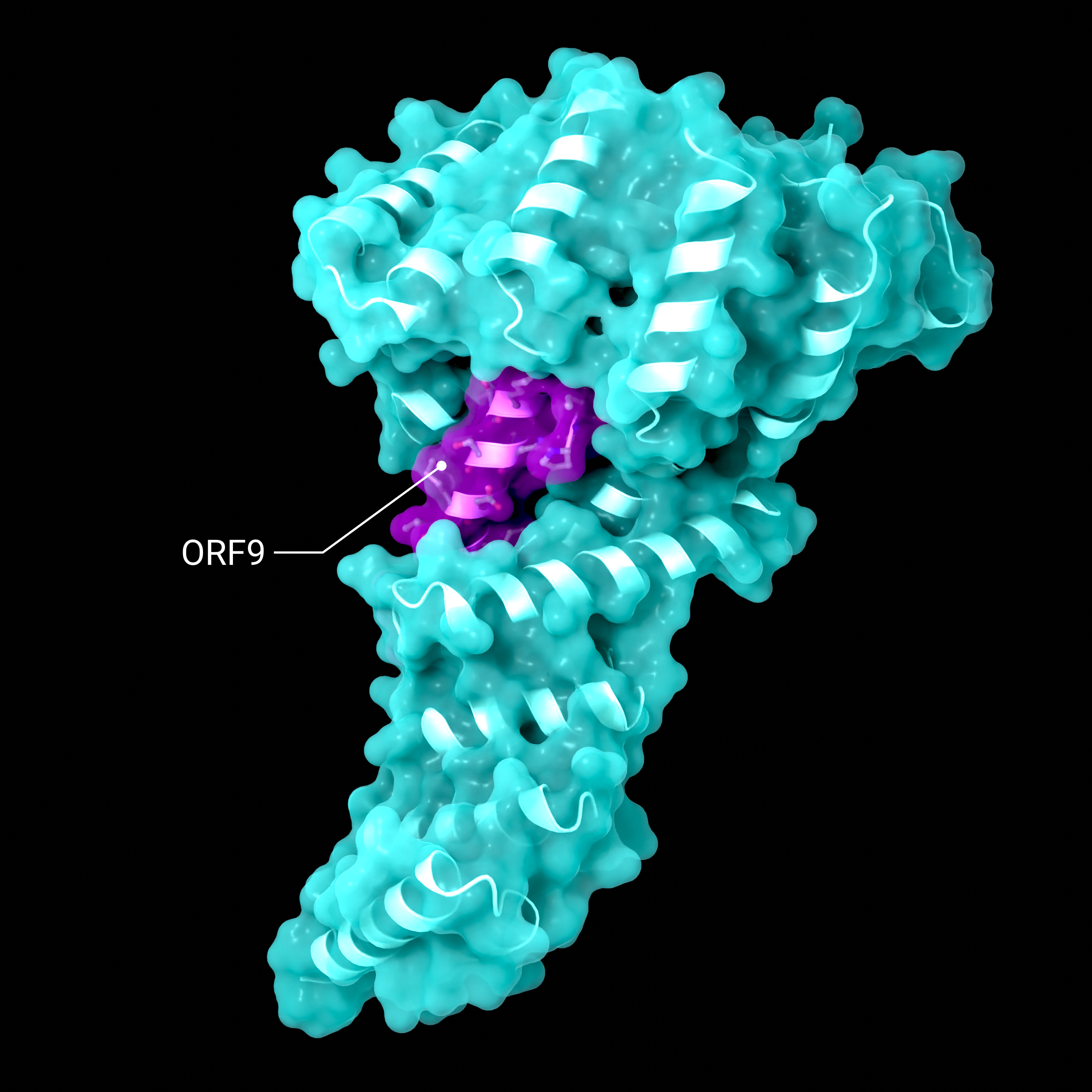 Accessory Protein ORF9