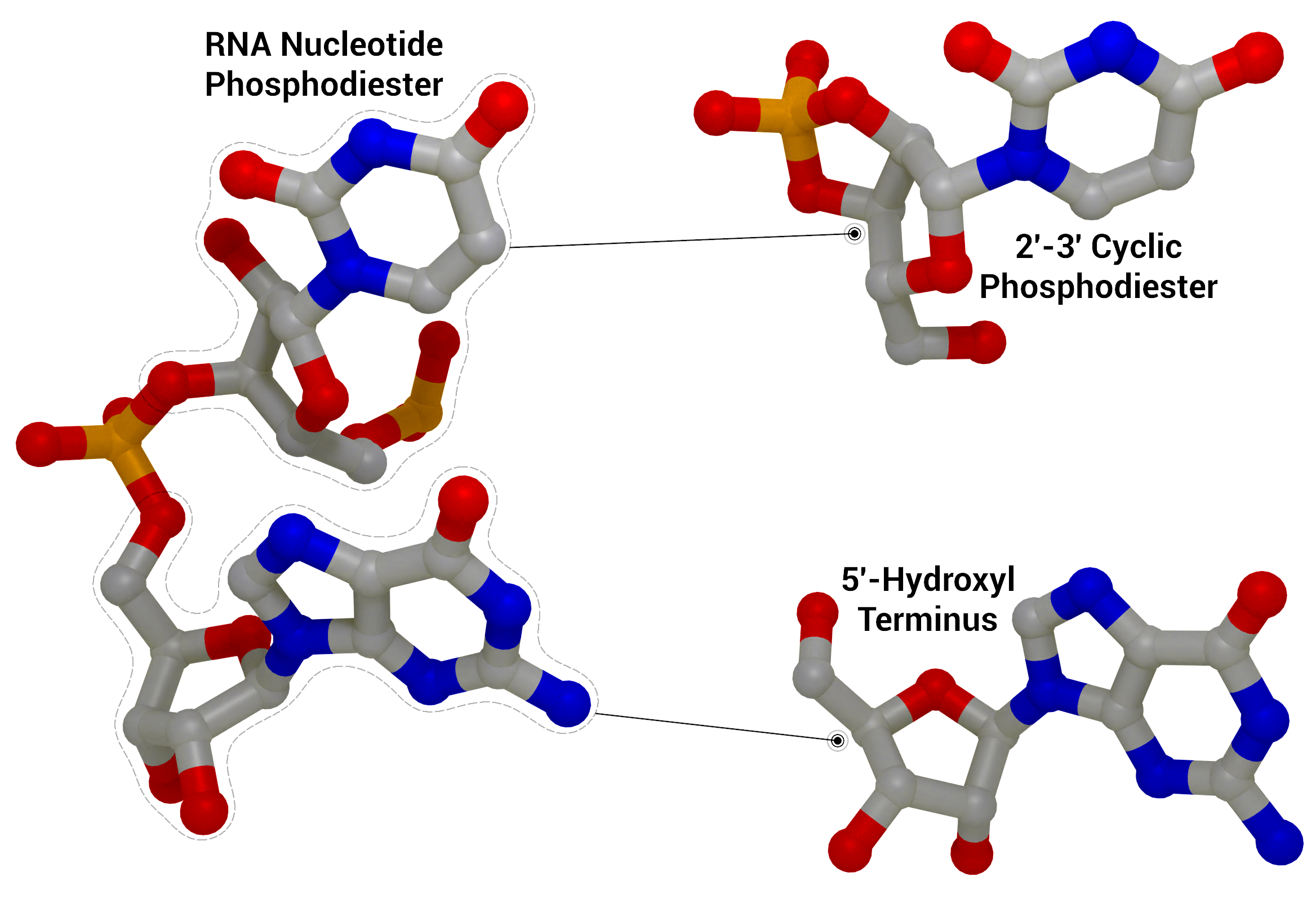 NSP15 Endoribonuclease NendoU - RNA Cleavage