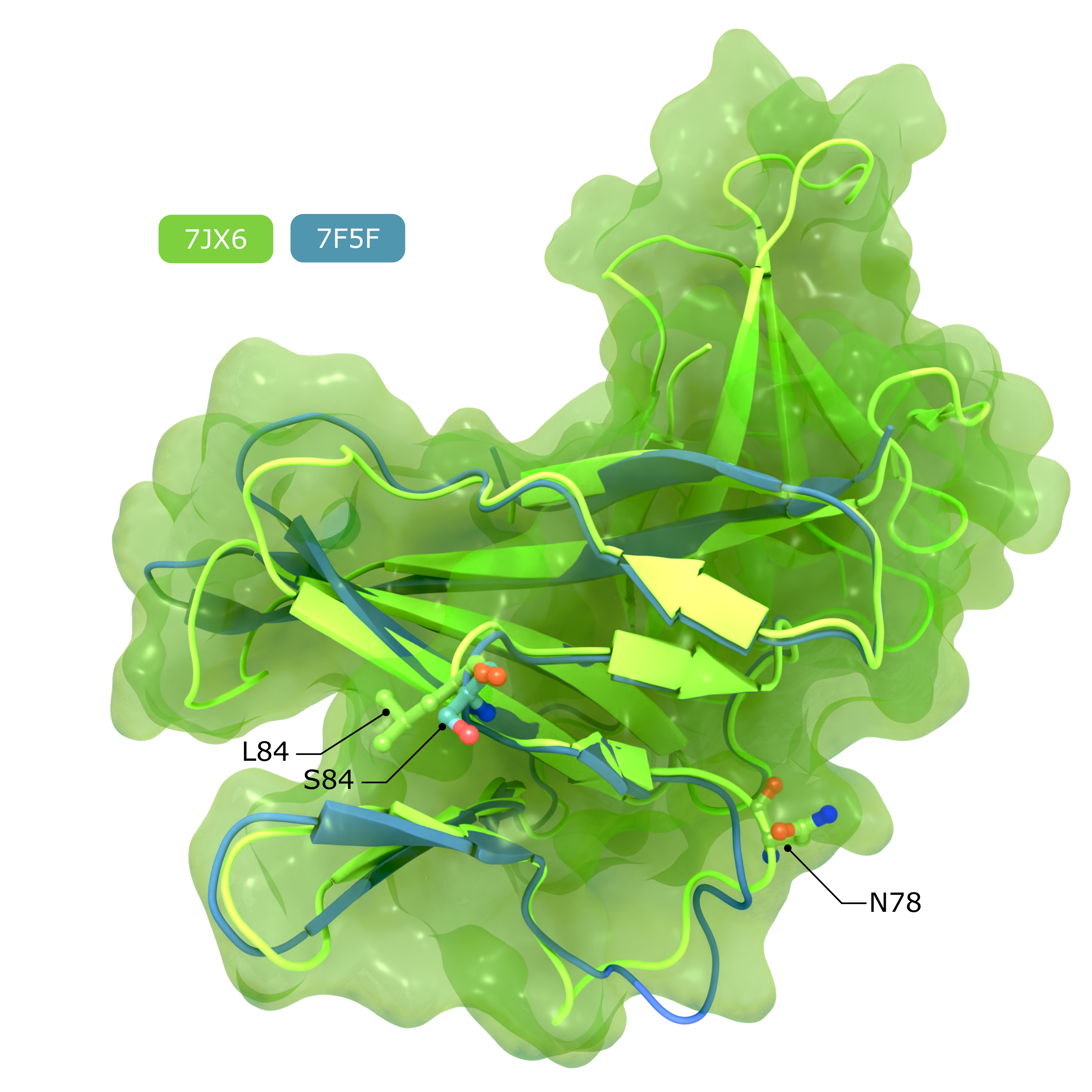 Accessory Protein ORF8