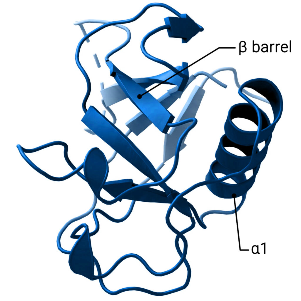 Structural biology of SARS-CoV-2 leader protein (nsp1) 5