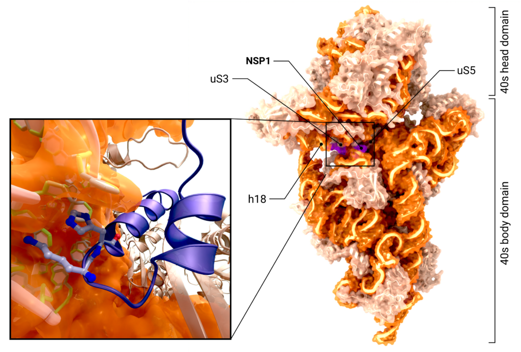 Structural biology of SARS-CoV-2 leader protein (nsp1) 6