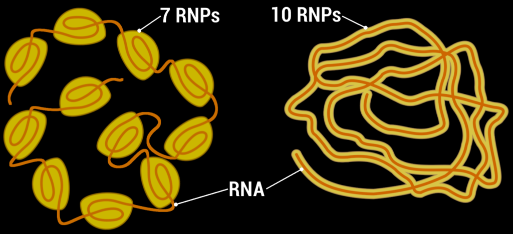 Structural biology of SARS-CoV-2 nucleocapsid 4