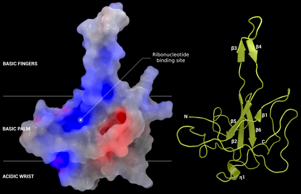 Structural biology of SARS-CoV-2 nucleocapsid 2