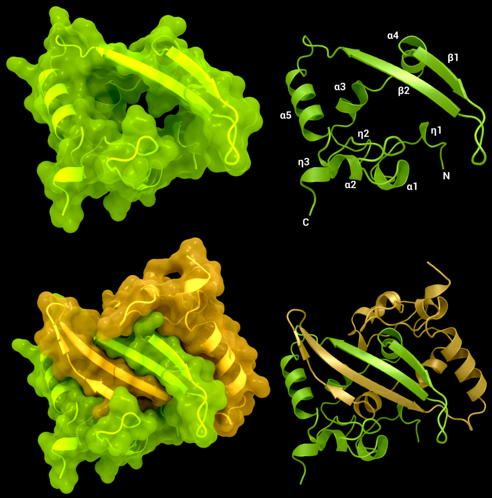 Structural biology of SARS-CoV-2 nucleocapsid 3