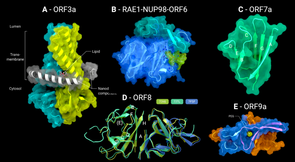 Structural biology of SARS-CoV-2 accessory proteins 2